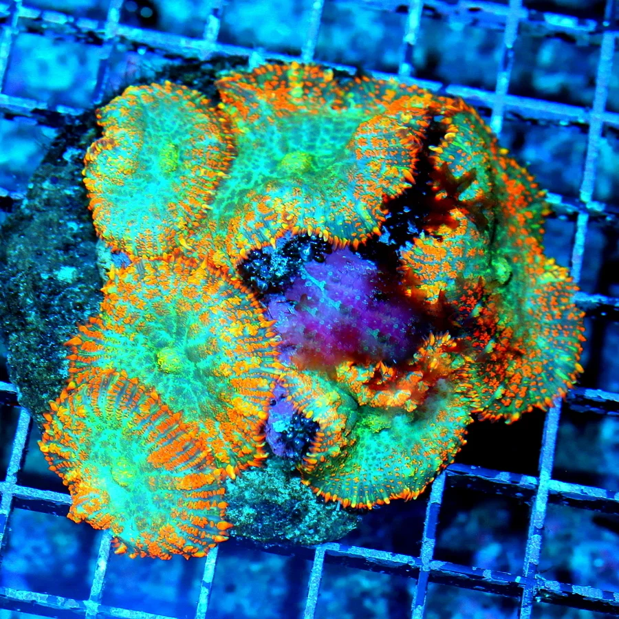 WYSIWYG 5X5 XL ORANGE AND GREEN COMBO FULLY COVERED INDO RHODACTIS MUSHROOM COLONY live coral for sale - Extreme Corals