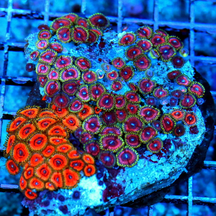 WYSIWYG 5X4.5 ULTRA COLORED ULTRA GRADE COMBO SUPER RED AND SUPER PURPLE PINK PALYTHOAS live coral for sale - Extreme Corals