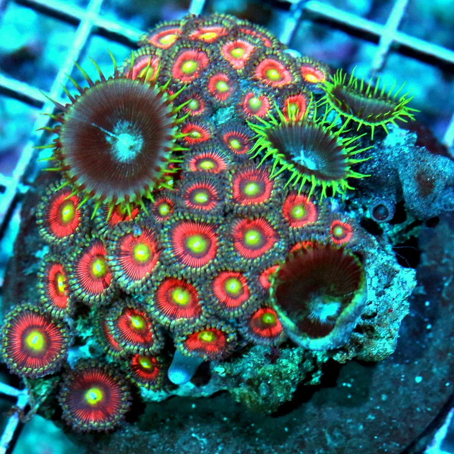 WYSIWYG 4X4 COLLECTOR ITEM PLAYTOAS SUPER YELLOW HORNET EYED UNREAL PALYTHOAS live coral for sale - Extreme Corals