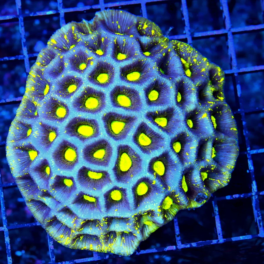 WYSIWYG 4..5x4.5 HANDPICKED BY SCOTT-VERY VERY RARE COLORED "BLUE PREDATOR BLOOD YELLOW" FAVIA-THIS IS EPIC! live coral for sale - Extreme Corals