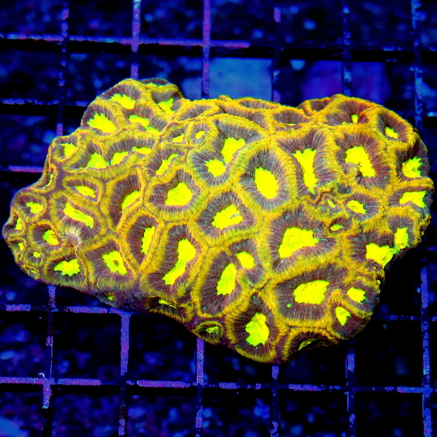 WYSIWYG 4.5X4 EXTREMELY RARE REVERSE DRAGON SOUL FAVIA-WOW IS ALL I CAN SAY!! live coral for sale - Extreme Corals