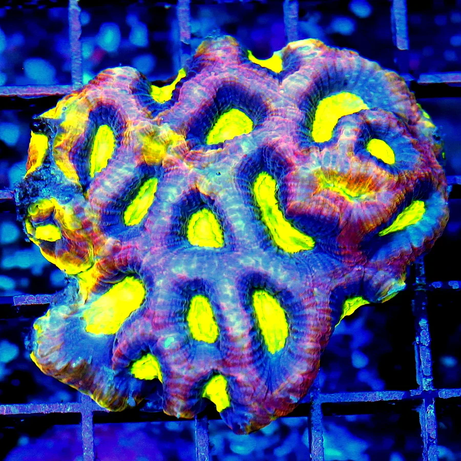 WYSIWYG 3.5X3 HANDPICKED BY SCOTT-EXTREMELY UNIQUE DRAGON SOUL FAVIA MORPH-I LOVE THIS COLOR!! live coral for sale - Extreme Corals
