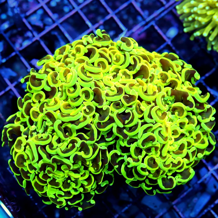 WYSIWYG 6X5 XXL UNREAL ULTRA MULTICOLORED YELLOW XXL CENTERPIECE AUSSIE HAMMER-PERFECT!!! live coral for sale - Extreme Corals