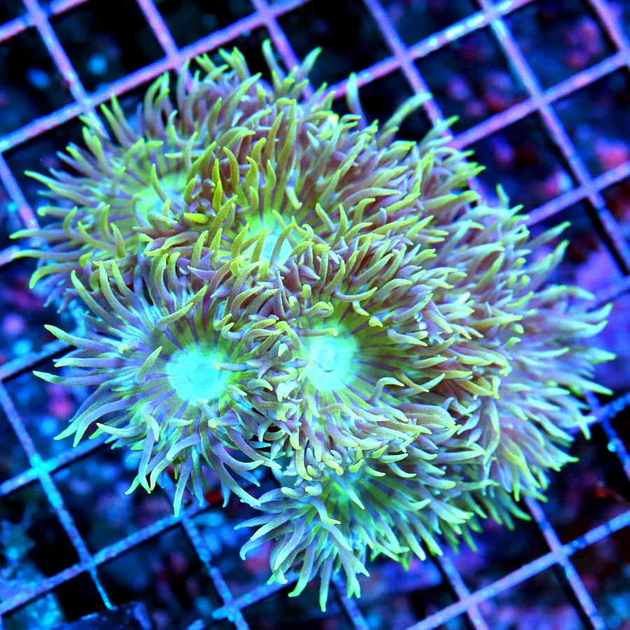 WYSIWYG 4X3.5  VERY VERY RARE "BLUEBERRY DUNCANSAMNIA" I ONLY GET A FEW OF THESE A YEAR live coral for sale - Extreme Corals