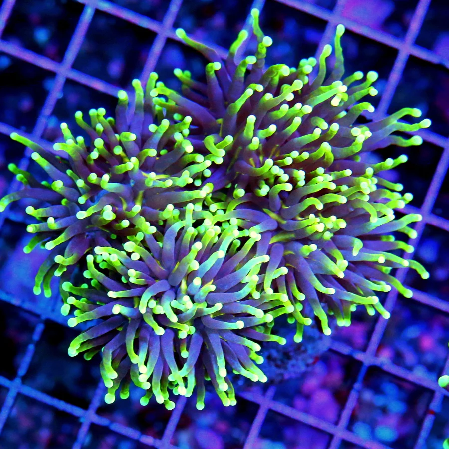 WYSIWYG 4.5X4  XL SUPER SUPER NEON PURPLE YELLOW-LIME GREEN TIPPED"GASLIGHT" ULTRA COLORED XL INDO SHOW TOR live coral for sale - Extreme Corals