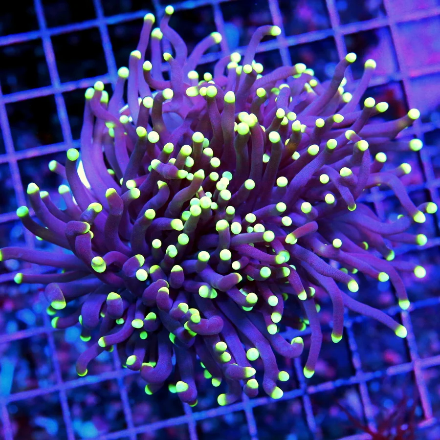 WYSIWYG 5X4  ULTRA COLORED EXTREMELY HARD TO GET "JEEPERS CREEPERS" INDO TORCH-AWESOME SPECIMEN!! live coral for sale - Extreme Corals