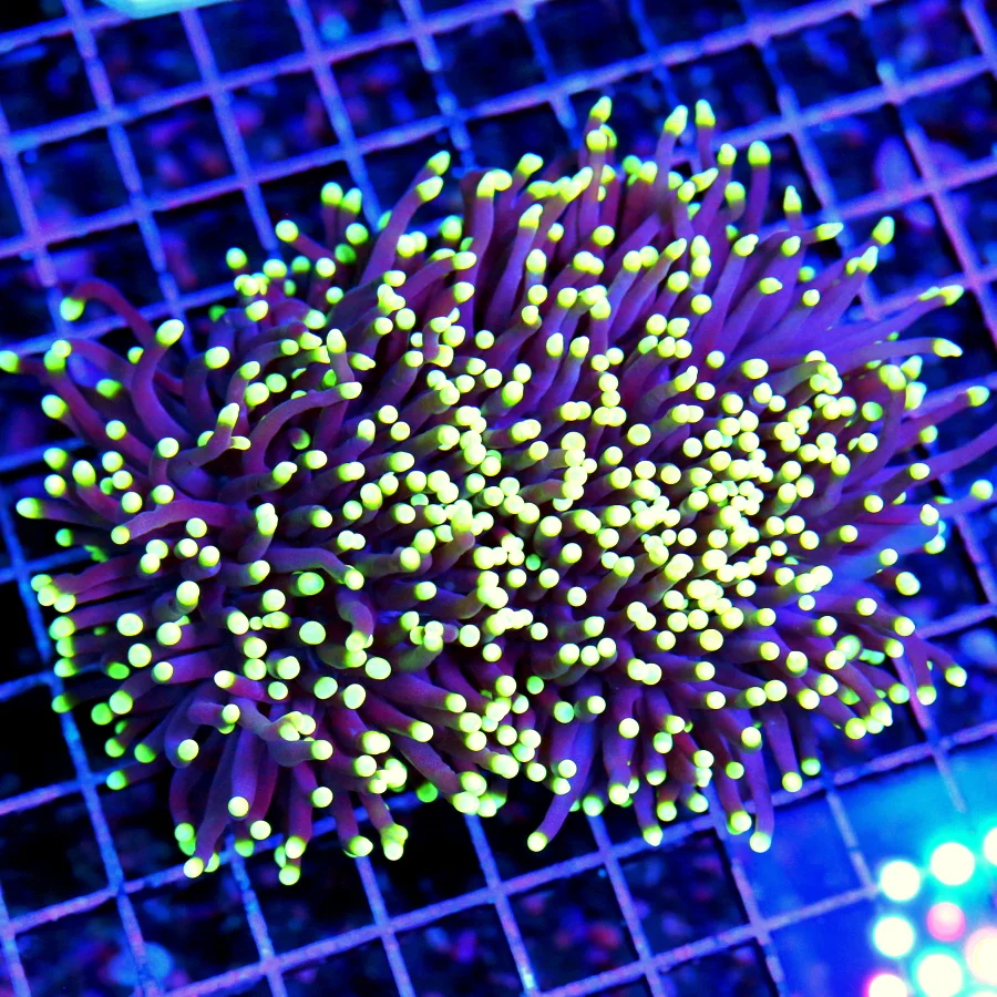 WYSIWYG 6X5  ULTRA COLORED EXTREMELY HARD TO GET "JEEPERS CREEPERS" INDO TORCH-AWESOME SPECIMEN!! live coral for sale - Extreme Corals