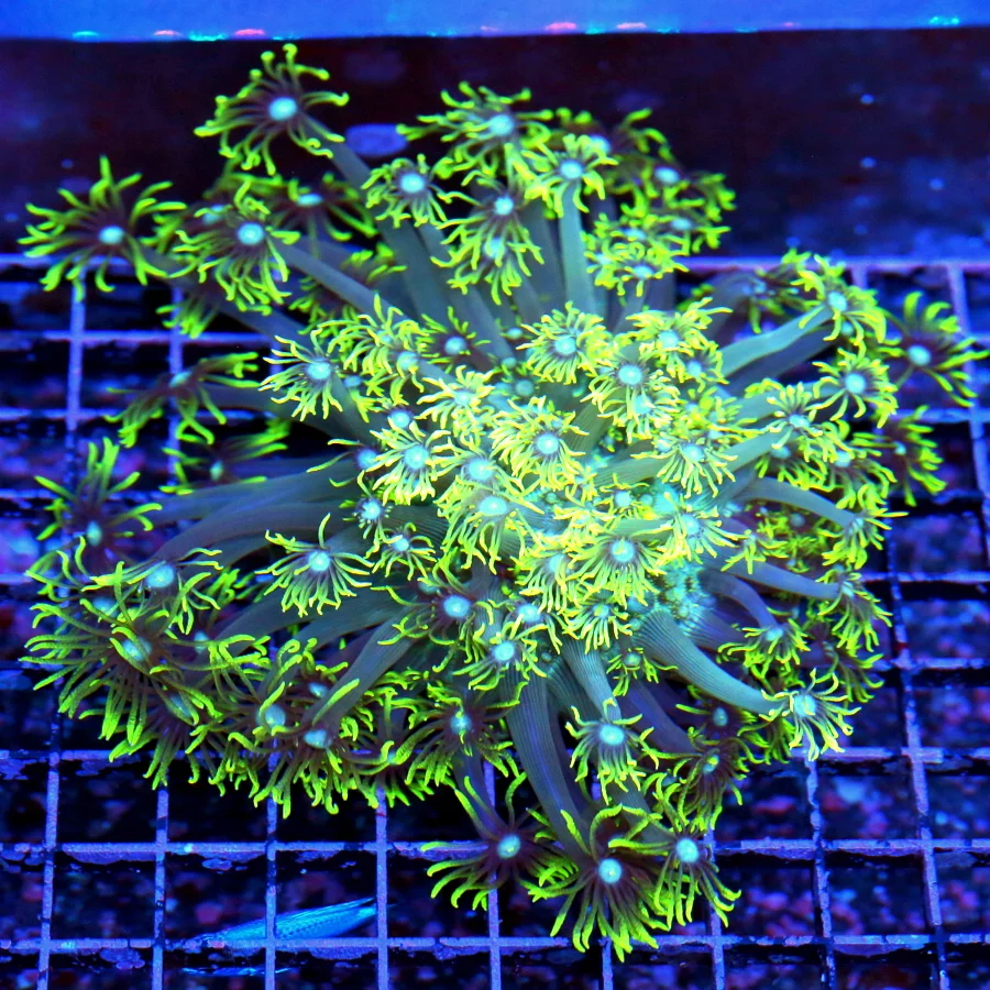 WYSIWYG 6X6 GONIOPORA-ULTRA BLUE JEWELED EYED ULTRA GRADE HANDPICKED GONIOPORA-BEAUTIFUL ULTRA COLOR SPECI live coral for sale - Extreme Corals