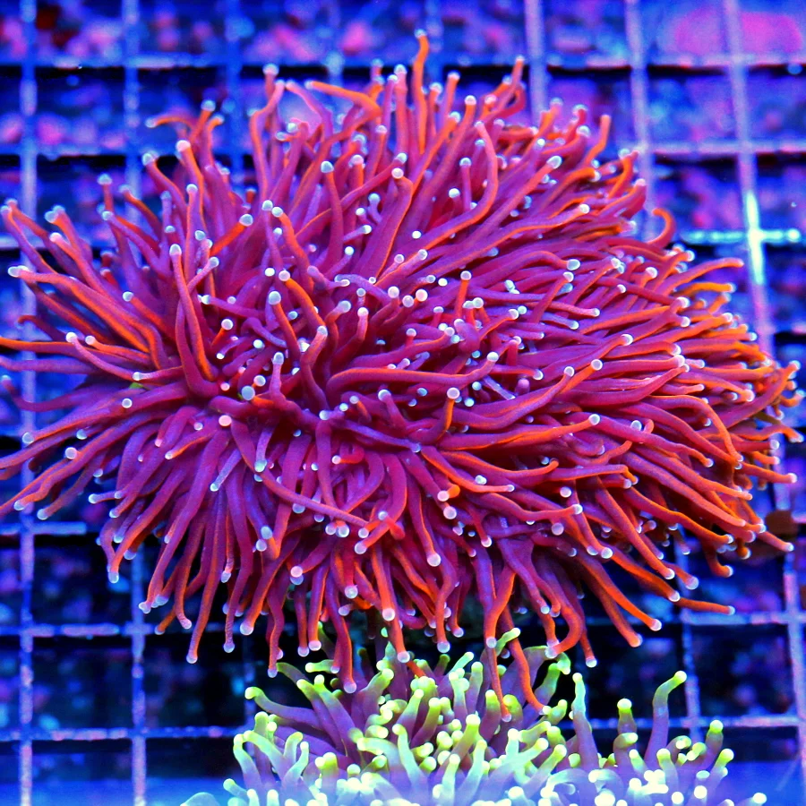 WYSIWYG 5.5X5.5 VERY VERY VERY SPECIAL ORANGE AND PURPLE INDO ULTRA GRADE XXL SHOW TORCH-INCREDIBLE live coral for sale - Extreme Corals