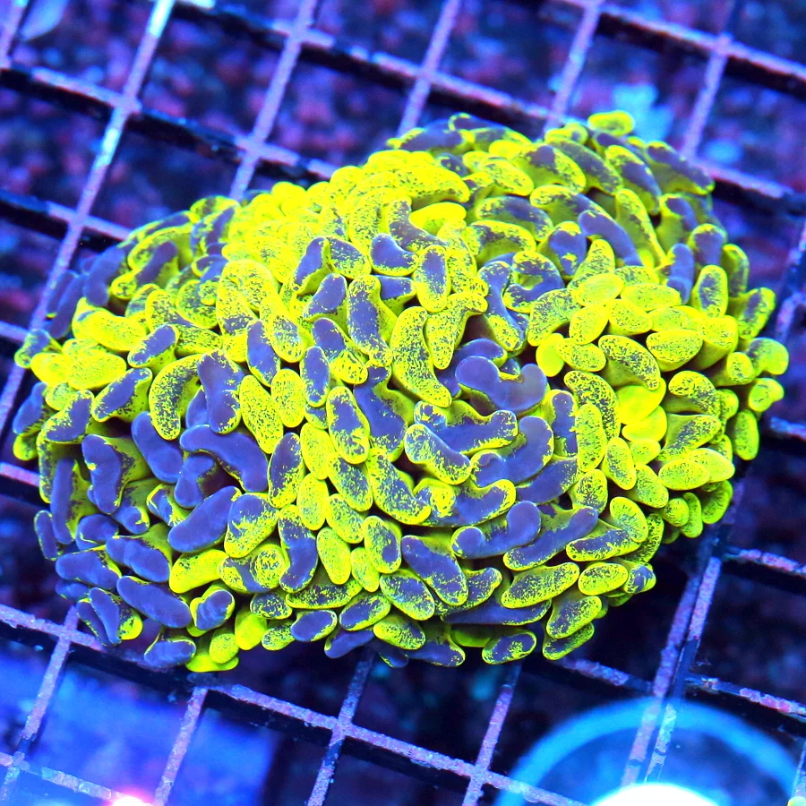 WYSIWYG 5X4 BRANCHING ULTRA NEON HIGHLIGHTER YELLOW AND PURPLE-BLUE PAINTED SHOW BRANCHING HAMMER live coral for sale - Extreme Corals