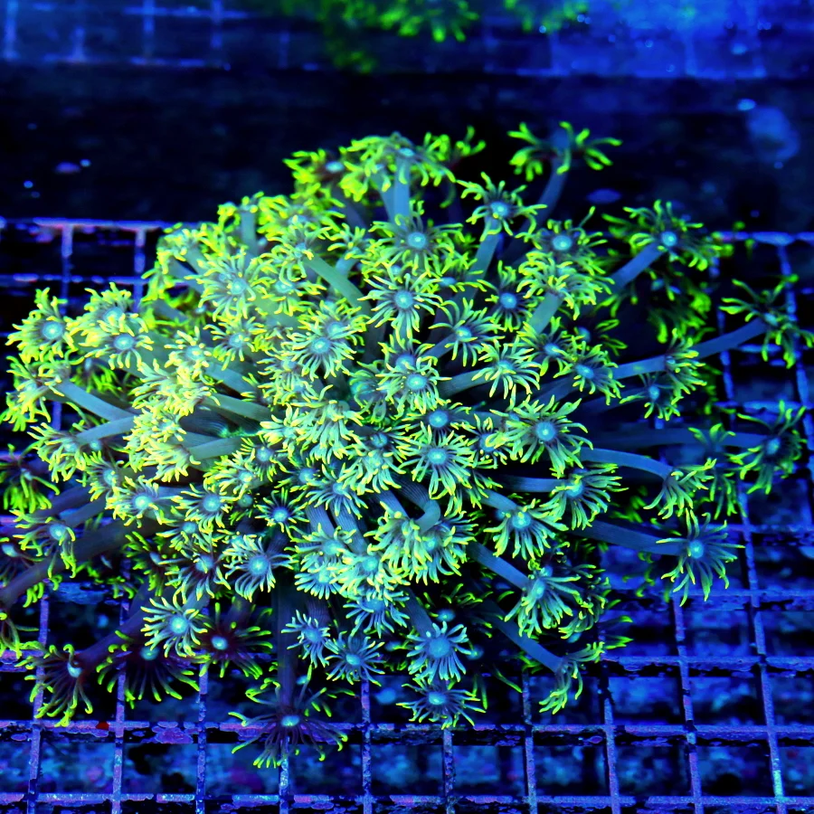 WYSIWYG 9X8 GONIOPORA-ULTRA BLUE JEWELED EYED ULTRA GRADE HANDPICKED GONIOPORA-BEAUTIFUL ULTRA COLOR SPECI live coral for sale - Extreme Corals