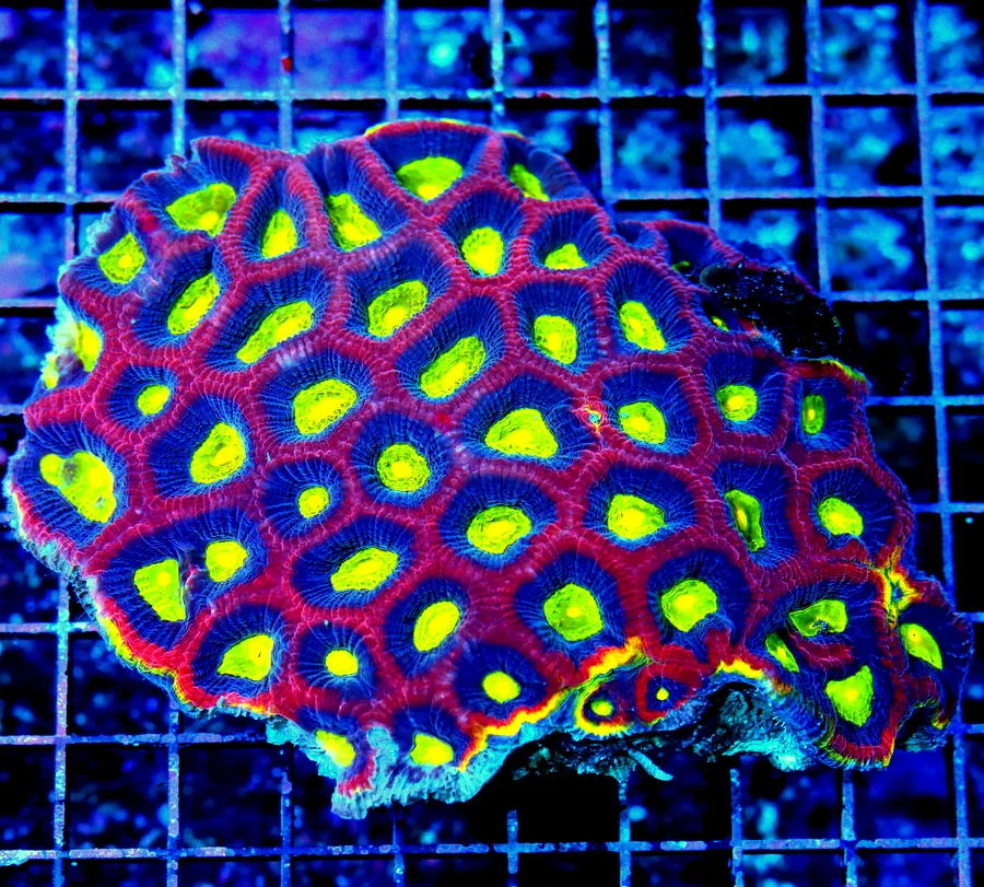 WYSIWYG 6.5X5.5 OUTRAGEOUS XXL CENTERPIECE YELLOW RIMMED ULTRA COLORED DRAGON SOUL FAVI live coral for sale - Extreme Corals