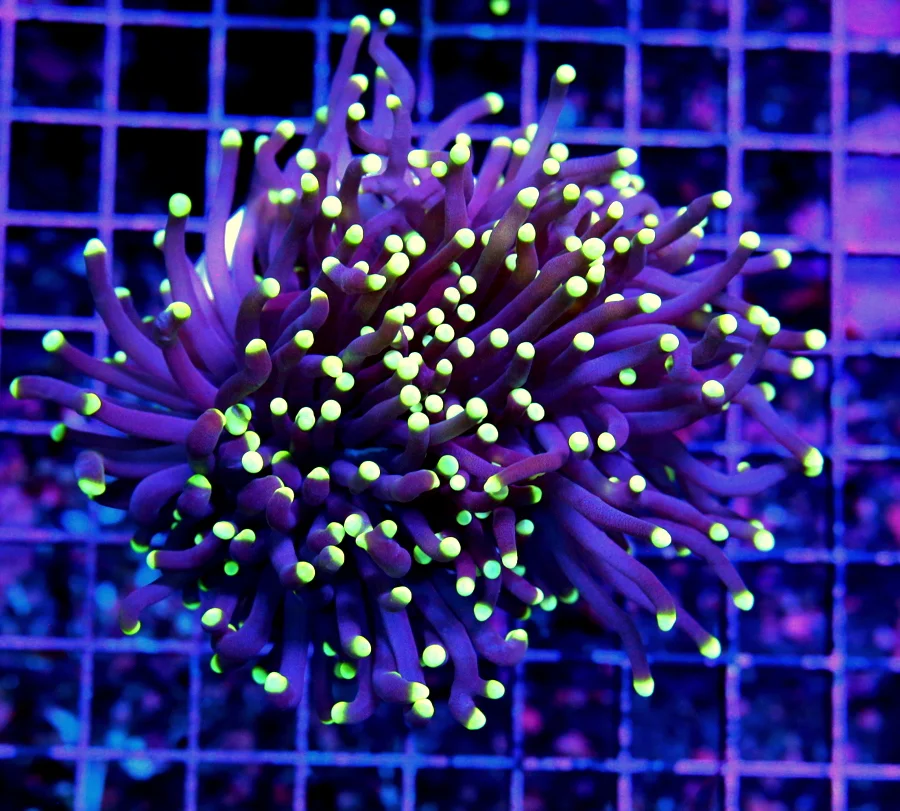 WYSIWYG 5.5X5.5  ULTRA COLORED EXTREMELY HARD TO GET "JEEPERS CREEPERS" INDO TORCH-AWESOME SPECIMEN!! live coral for sale - Extreme Corals