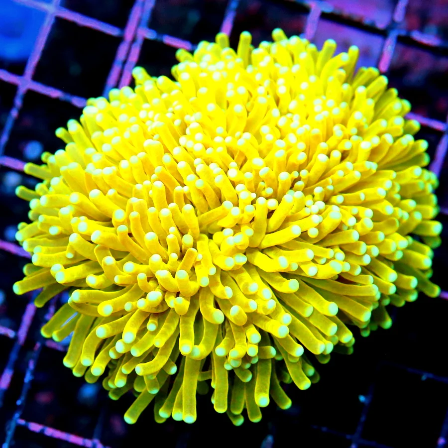 WYSIWYG 4.5X4.5 ULTIMATE TORCH OF THE YEAR-CALI KID MELLOW YELLOW DOUBLE HEADED TORCH-UNREAL!! live coral for sale at Extreme Corals