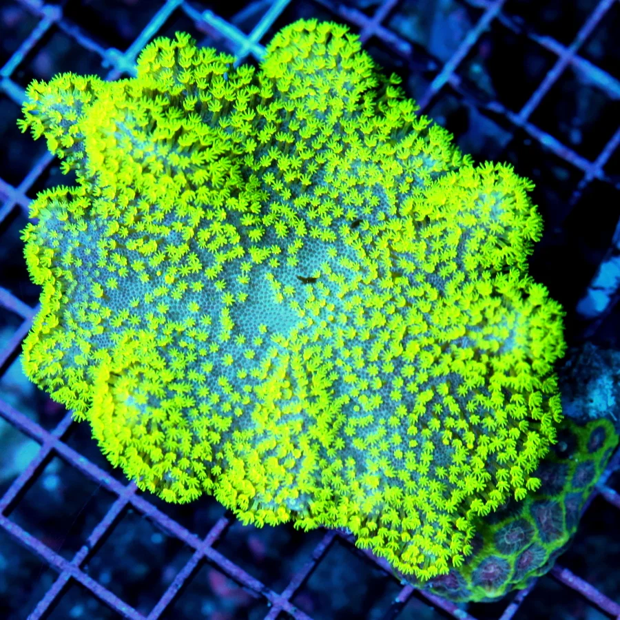 WYSIWYG 5.5X5 XL GLOW IN THE DARK ULTRA GREEN AND PURPLE AUSSIE CROWN LEATHER-SPECTACULAR! live coral for sale - Extreme Corals