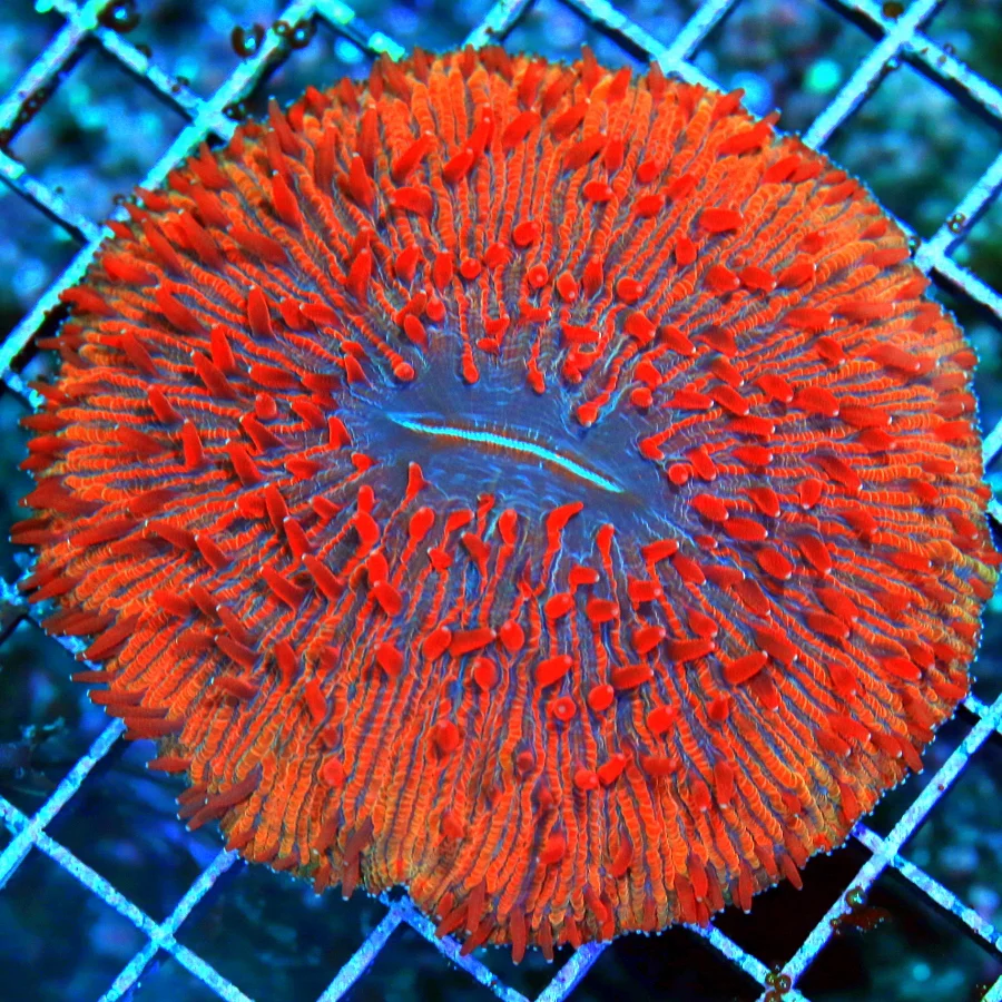 WYSIWYG 5X5 HNADPICKED BY SCOTT "RED DRAGON PLATE CORAL" ULTIMATE COLLECTORS ITEM!!!! live coral for sale - Extreme Corals