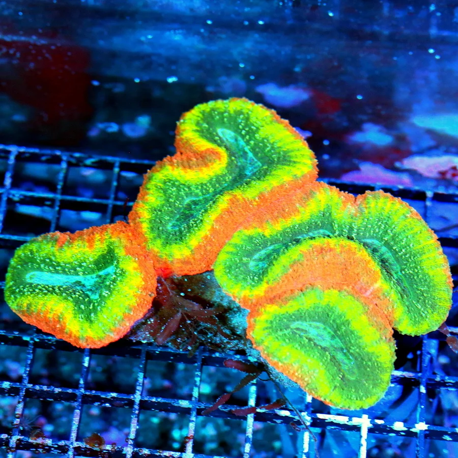 WYSIWYG 7x5.5 6X5 XL TRICOLORED ULTRA GRADE AUSSIE LOBOPHYLLIA-COLOR IS OUTSTANDING!! THIS IS A COLLECTOR QU live coral for sale - Extreme Corals