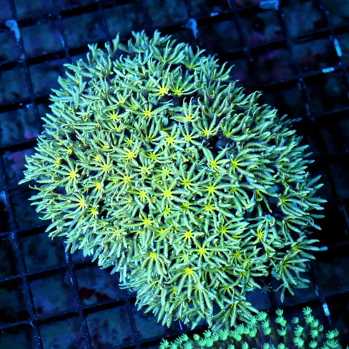 5.5X5 VERY HARD TO GET YELLOW EYED SEAFOAM BLUE AUSSIE ULTRA COLORED PIPE ORGAN-AWESOME!!