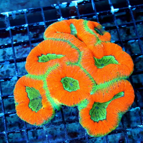 5.5X5.5 XL SUPER GLOWING ORANGE AND GREEN ULTRA GRADE SHOWPIECE AUSSIE LOBOPHYLLIA