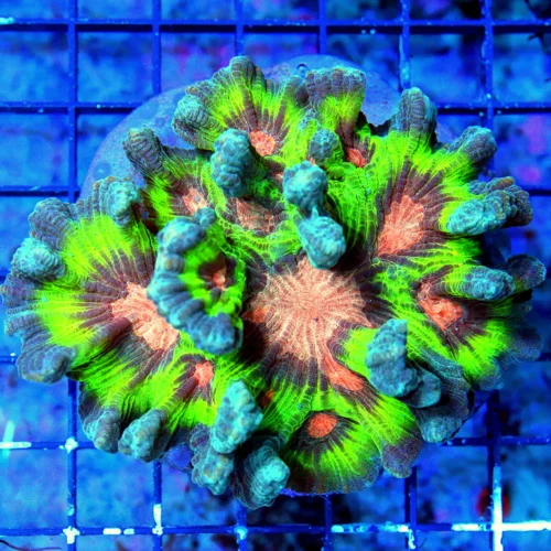 5X4.5 HANDPICKED BY SCOTT-ULTRA ULTRA COLORED SPACE INVADER PECTINIA-COLOR IS INCREDIBLE!!