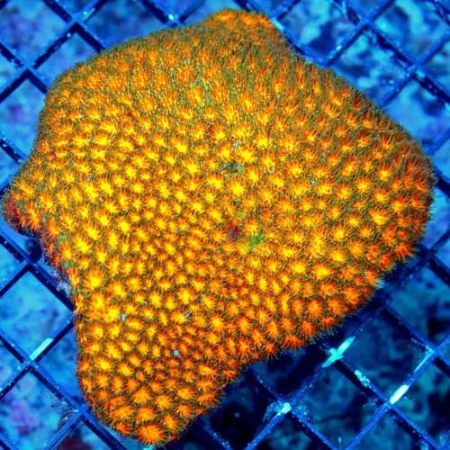 5.5X5 XL SUPER USPE RNEON GLOWING ORANGE SPITFIRE LEPTASTREA THESE ARE A AWESOME CORAL-COLOR IS VE