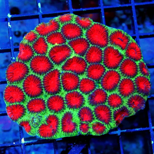 4X4 VERY VERY BRIGHT COLORED PERFECT SIZE AND SHAPE WATERMELON FAVIA-THIS IS A VERY NICE SPECIMEN