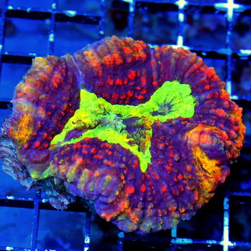 4X4 OUT OF THIS WORLD COLLECTORS ITEM COLOR ULTRA ULTRA GRADE INDO SUPER COLORED LOBOPHYLLIA