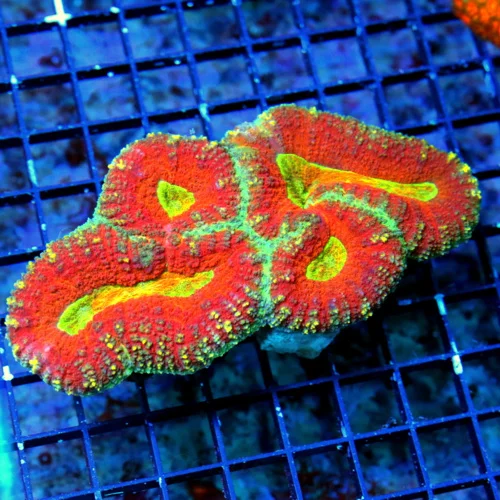 6.5X4 HANDPICKED BY SCOTT-COLOR IS VERY VERY SPECIAL ULTRA GRADE INDO ULTRA COLORED LOBOPHYLLIA-WOWW