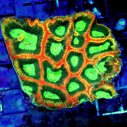 4X4 ULTRA COLORED REVERSE PRISM FAVIA BRAINI LOVE THIS PEICE-COLOR IS INTENSE!!
