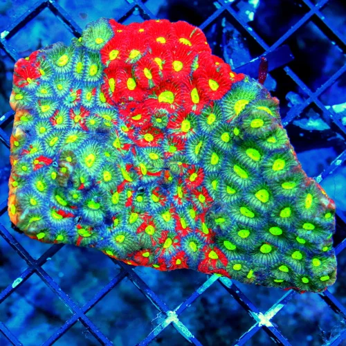 4.5X4 OUT OF THIS WORLD ULTRA RAINBOW ONE OF A KIND COLOR RAINBOW WAR CORAL FAVITES!!