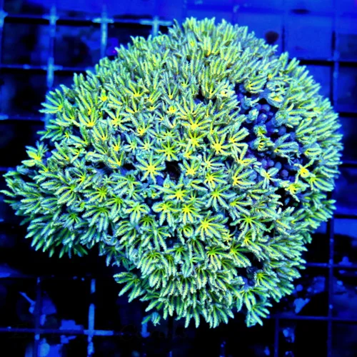 4.5X4.5 5.5X5 VERY HARD TO GET YELLOW EYED SEAFOAM BLUE AUSSIE ULTRA COLORED PIPE ORGAN-SPECTACULAR 