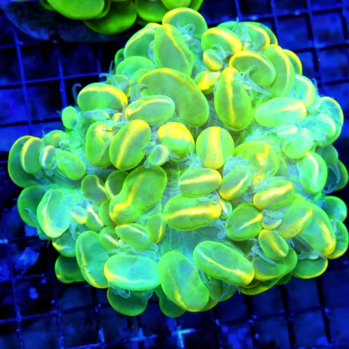 5.5X5.5 XXL THE ABSOLUTE VERY BEST BUBBLE I HAVE HAD IN A FEW YEARS-ULTIMATE SHOWPIECE!!!!!!!!!!!!