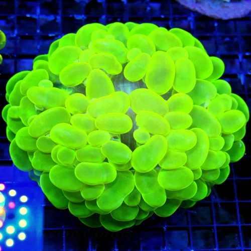 7X7 GINAT XXXL GLOWING SUPER TOXIC GREEN GIANT ULTIMATE SHOWPIECE INDO COLLECTORS ITEM BUBBLE CORAL