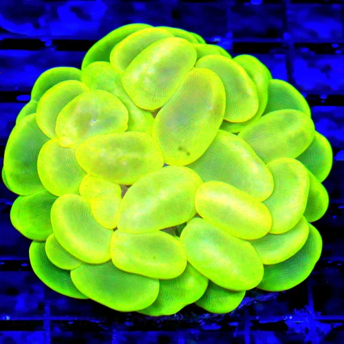 4.5X4.5 GLOW IN THE DARK NEON LEMON LIME YELLOW ULTIMATE ULTRA COLORED INDO SHOW BUBBLE!!