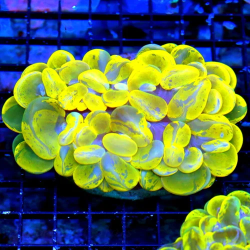 6X5 XXL IF YOU WANT ONE OF THE BEST BUBBLE YOU WILL EVER SEE IN PERSON-BUY THIS ONE!!