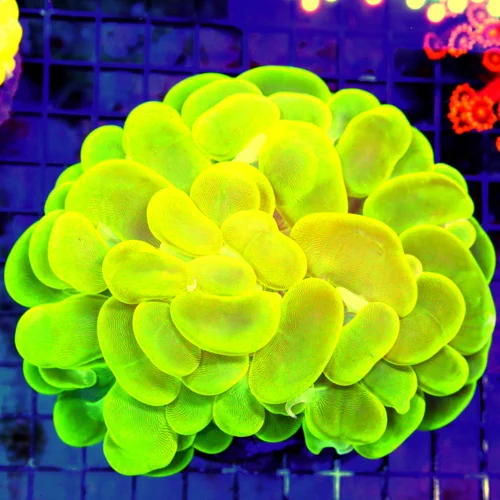 6X6 GIANT XXL CENTERPIECE OF ANYONE'S TANK-THIS GLOW FROM 20 FEET ACROSS THE ROOM!!