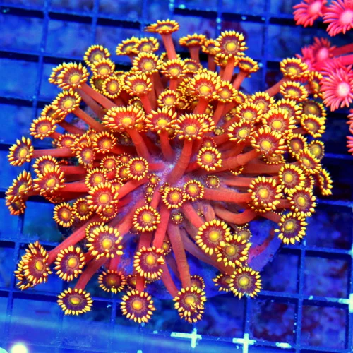 5X5 EXTREMECORALS HOLY GRAIL ORANGE GLITTERBOMB ULTRA COLLECTORS ITEM GONIOPORA-BOOK QUALITY!!
