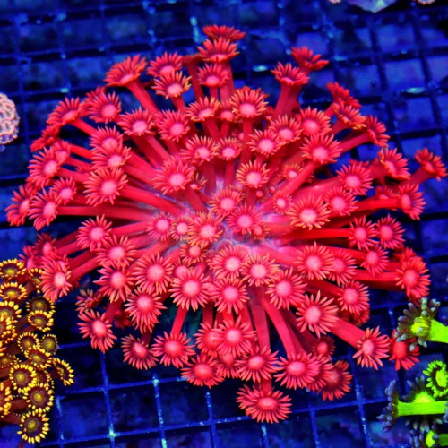 6X6 XXL EXTREMECORALS RED CHERRYBOMB ULTRA ULTRA GRADE XXL SHOWPIECE GONIOPORA