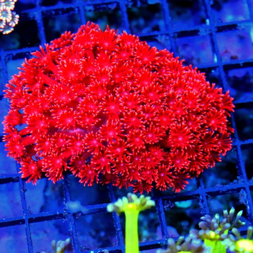 4.5X4 XL EXTREMECORALS RED FIRECHERRYBOMB ULTRA ULTRA GRADE XXL SHOWPIECE GONIOPORA