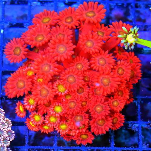 4X4 RAINBOW ULTRA ULTRA SHOWPIECE GONIOPORA-BOOK QUALITY SHOWPIECE-COLLECTORS ITEM!!