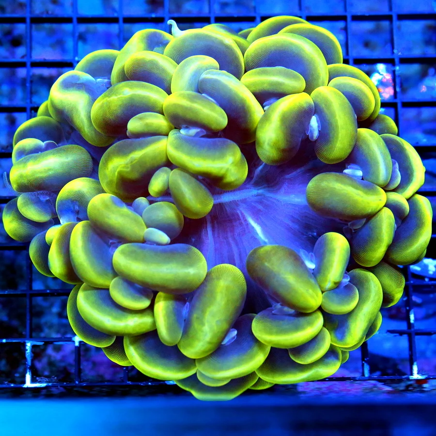 6X6 GIANT SUPER LEMONLIME GREEN AND PURPLE ULTIMATE ULTRA COLORED COLLECTORS ITEM INDO BUBBLE