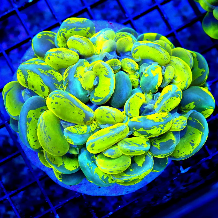 5.5X4.5 XXL STUNNING NEON HIGHLIGHTER YELLOW AND BLUE SPLATTER BUBBLE HANDPICKED BY SCOTT