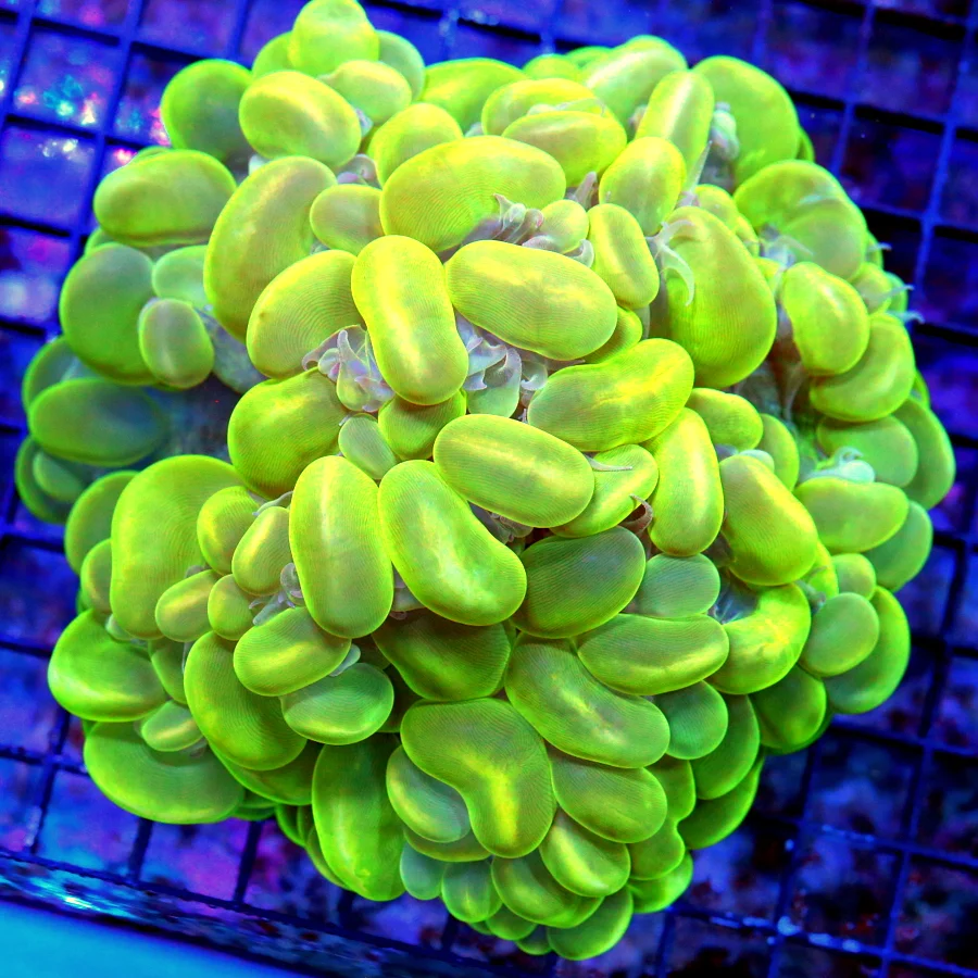 6X6 GIANT ULTRA ULTRA COLORED NEON LIME YELLOW CATSEYED BUBBLE CENTERPIECE
