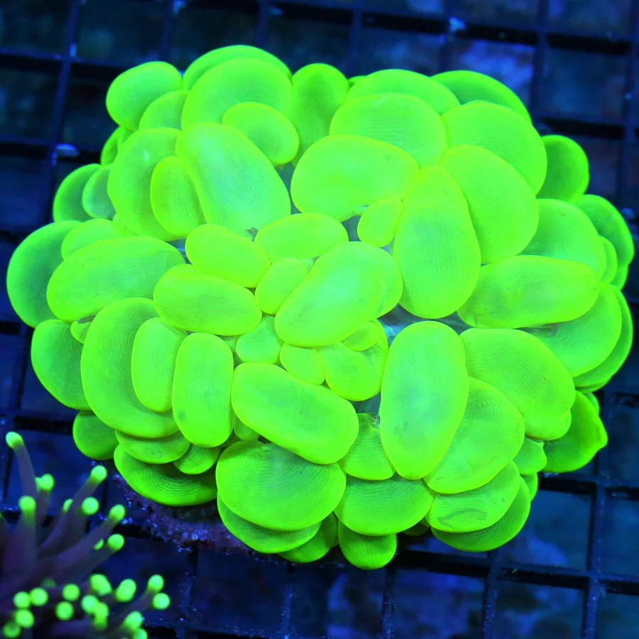 5X4 GLOW IN THE DARK NEON NEON GLOWING ULTRA TOXIC GREEN XL INDO SHOW BUBBLE