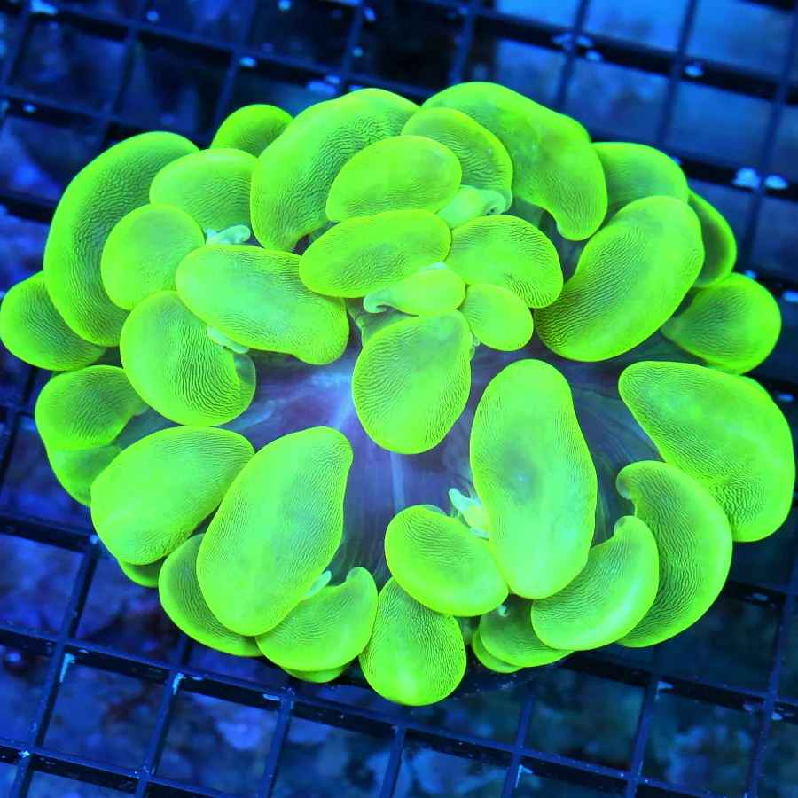 5X4.5 GLOW IN THE DARK NEON NEON GLOWING ULTRA TOXIC GREEN XL INDO SHOW BUBBLE