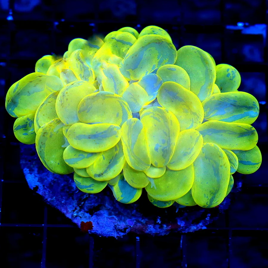 4.5X4 OUT OF THIS WORLD ULTRA NEON TOXIC HIGHLIGHTER YELLOW AND BLUE SUPER COLORED INDO SPLATTER BU