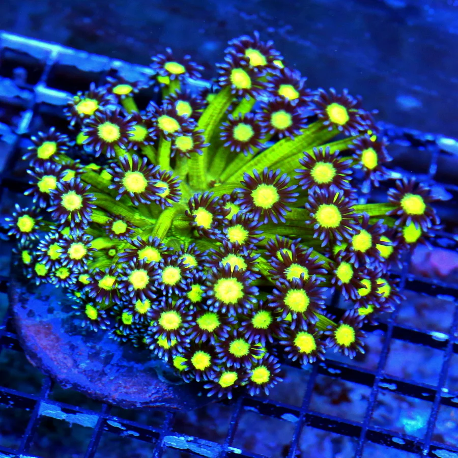 4X4 OUT OF THIS WORLD COLLECTORS ITEM COLOR ULTRA ULTRA GRADE INDO SUPER COLORED LOBOPHYLLIA