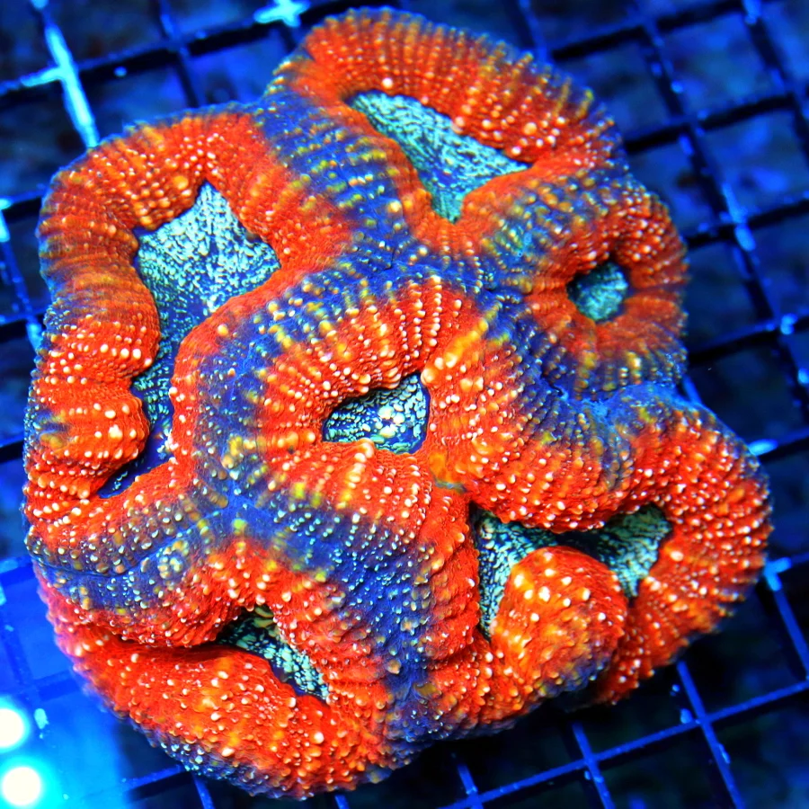 4.5X4.5 INCREDIBLE AUSSIE ULTRA COLORED ORNAGE TRICOLOR LOBOPHYLLIA-VERY VERY NICE!!