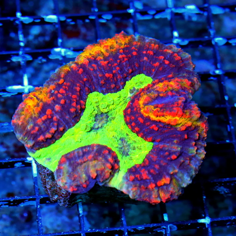 4X4 OUT OF THIS WORLD COLLECTORS ITEM COLOR ULTRA ULTRA GRADE INDO SUPER COLORED LOBOPHYLLIA