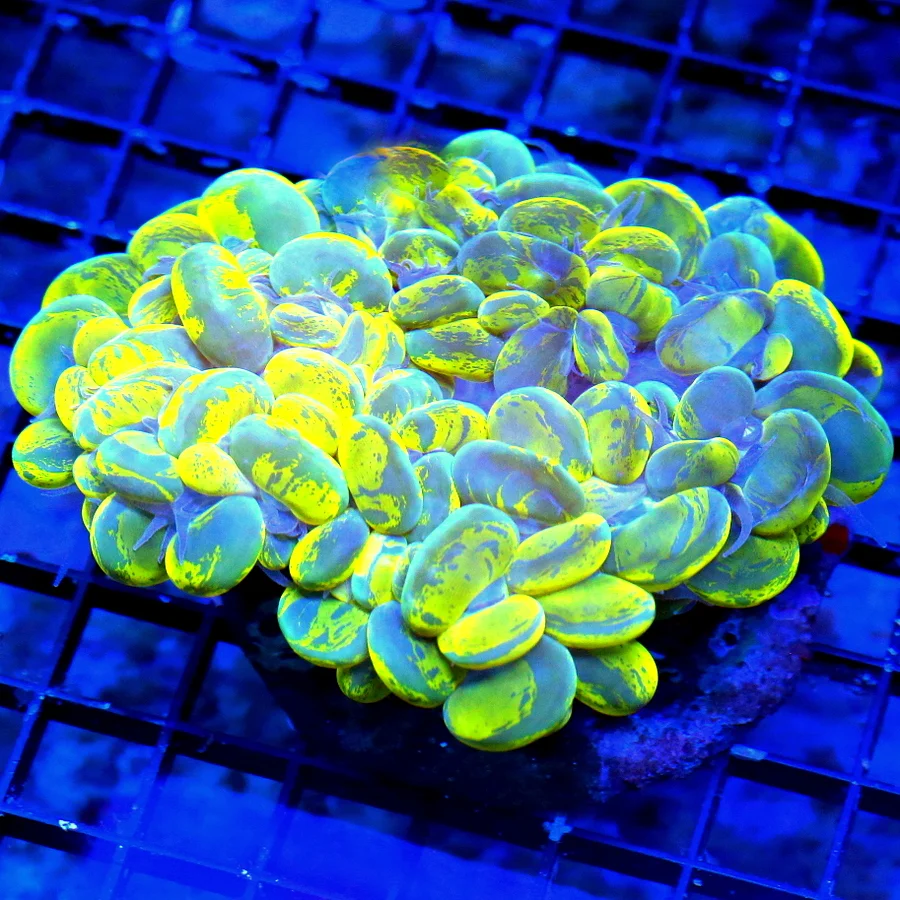 5X4.5 XL OUT OF THIS WORLD ULTRA NEON TOXIC HIGHLIGHTER YELLOW AND BLUE SUPER COLORED INDO SPLATTER